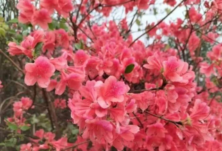 壽命長的6種植物，養幾十年長成傳家寶，你家養過幾種呢？_花卉_養護_長勢