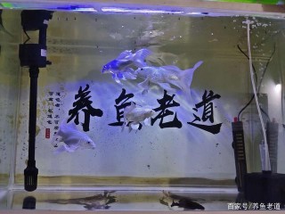 想要治療觀賞魚病，這些小方法和技巧，我們要知道