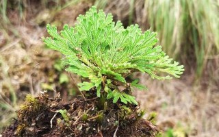 這種植物，盆栽具有經濟價值，村裏見到，請別不當回事