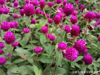 這些植物開花像一個個毛絨小球，奇特可愛，但不都適合盆栽