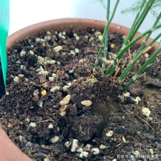 充滿書香氣息的觀葉植物，桌面小盆栽推薦——文竹養護造型經驗
