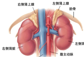 【佑安傳播】佑安心內科：幫您認識可治愈的高血壓_腎上腺_診斷_治療