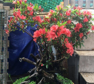 不是所有的植物都能開花，4種花開花要掐掉，不然黃葉爛根剩個空盆_花卉_植株_長勢