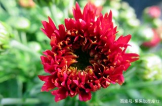 12月裏，添福添壽添好運，五福臨門，事業高漲的4星座