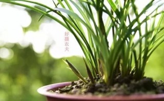 三伏天蘭花能追肥嗎？蘭友：這樣施肥就沒有問題