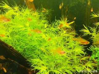 適度造景與裸缸相比，更有利於觀賞魚發色，遵循自然規律沒錯