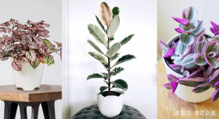 10種葉色斑斕的觀葉植物集合，都適合養成室內觀賞盆栽