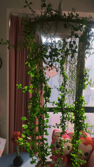 好看又好吃的花，回家養上十幾盆，簡直太實用了_吊蘭