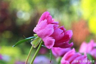 愛情比翼雙飛，11月下旬，4大星座桃花運強勢來襲，喜獲真愛！