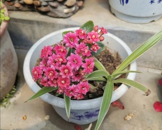 長壽花枝條長得太雜亂，趕緊給它修剪，不然影響正常開花