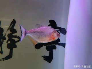 飼養觀賞魚，新魚友最嚴重的錯誤，就是小病大治