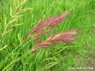 工作壓抑、常被職場PUA怎麼辦？你可以學一學稗草？