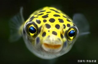 哪些觀賞魚，飼養起來比較有意思，而且飼養難度不高？