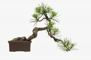 7種室內綠植盆栽，適合小空間的迷你植物