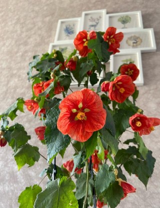 新型盆栽植物“檾麻風鈴”，美麗又好養，陽台養一棵，四季有花看