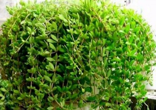 野生植物垂盆草，養在花盆裏就成了好看的蔓生吊蘭