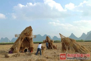 把幹枯稻草變藝術品 廣西高校師生稻田裏比拼創意