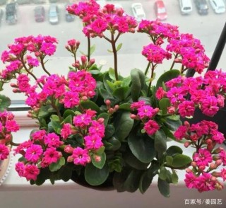 盆栽植物的花友：該怎麼預防積水爛根？保證土壤透氣又肥沃？