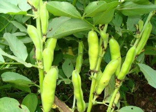 蠶豆營養豐富、促進消化，掌握蠶豆種植要點，收穫高產優質的蠶豆