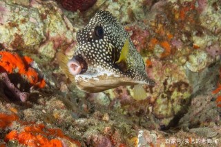 准新手飼養觀賞魚的須知和准備