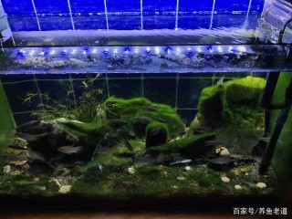 遭遇哪些情況，可以給觀賞魚進行少量、持續性的換水操作？