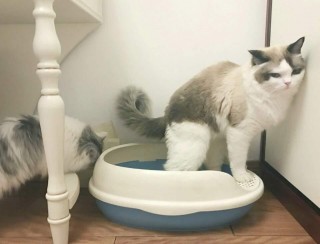 貓咪經常在床上「亂尿」，是什麼原因導致？