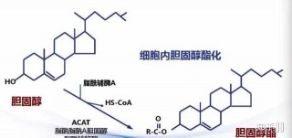 今年的生命科學等級考，昭示了上海新高考改革方向！