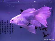 下列品種的觀賞魚，鱗片雪亮，有喜歡的魚友嗎？