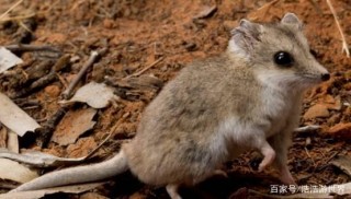 為何雄性袋鼩一生短暫？生物學家：如此瘋狂的交配，誰也活不久