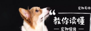 不聽鏟屎官的話，卻聽欺負它們的人的話，狗狗怎麼可以這樣