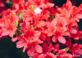 7月，喜鵲報喜，心甜如蜜，命中注定，3星座甜蜜生活，白頭偕老