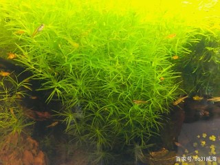 魚缸水草缸中觀賞魚長時間（聚集一角）是什麼因素造成的呢？