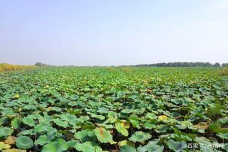 荊州泛舟行，在“洪湖”景區遊賞，可以看看這些