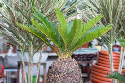 適合客廳種植的3種樹，每一種都大氣好養，寓意美好空氣也清新
