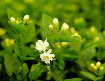 家裏3種花就是“醋壇子”，定期喂點酸水，土壤疏松葉綠花豔