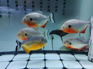 怎麼可能分辨不出觀賞魚，是否患上白點病了呢？方法