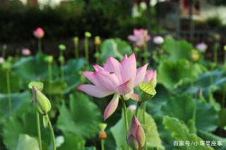深秋11月，這4星座喜迎人生上上簽，桃花不斷，要被甜美愛情包圍
