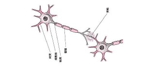 哈佛研究：大腦發育的高峰期一生只有1次，家長務必幫寶寶抓住