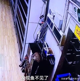 廣東：一只野貓偷偷遛進漁場吃了兩條觀賞魚，每一條價值600元