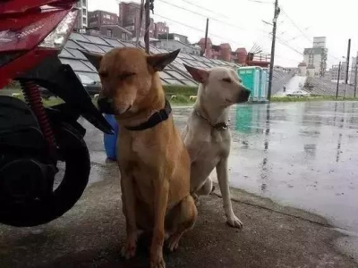 被遺棄的狗狗在路上，等待有緣人領養