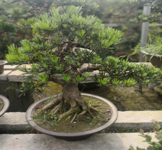 家居盆栽羅漢松，院子中的“搶手貨”，好看又吉祥