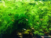 觀賞魚聚集在出水口或是氧氣口都是什麼原因造成的呢