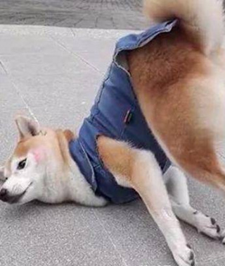 主人帶柴犬去公園散步，柴犬中途突然就不動，主人一看姿勢臉紅
