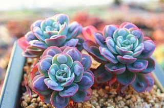 溫度高於30℃，5種漂亮花要“夏眠”，少澆水靜靜養護安全度夏