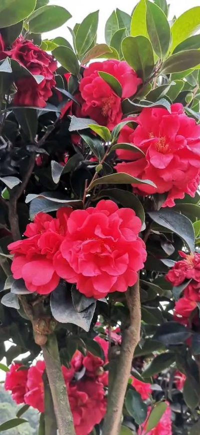 6種花到了五月變“水牛”，一天一瓢水，不生病長勢