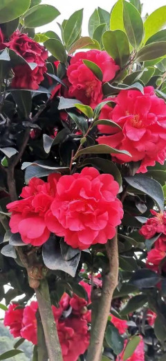 6種花到了五月變“水牛”，一天一瓢水，不生病長勢