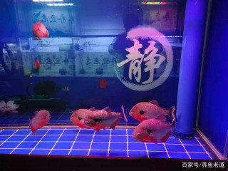 調理觀賞魚病，要明白一個道理，觀賞魚最佳狀態都在停藥以後