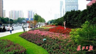 扮靚江城迎國慶，500萬盆時花三鎮街頭織“花流”