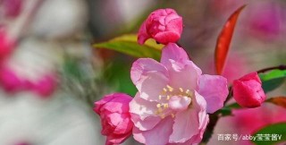 在3天後、紅鸞星動、桃花和舊愛中，你遇到了四個真愛星座