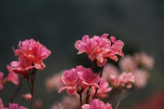 12.6-16星座愛情運勢：桃花來敲門，良緣錦上添花，愛情照亮未來